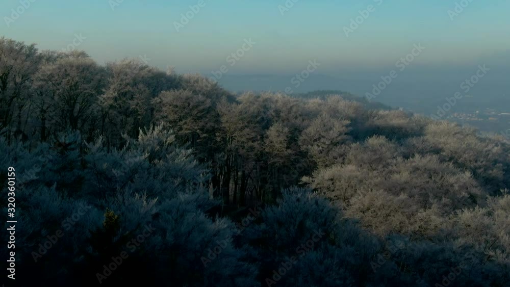 aerial view of Pine trees forest on cold winter morning with early warm sunlight european city aerial view of Pine trees forest on cold winter morning with early warm sunlight european city