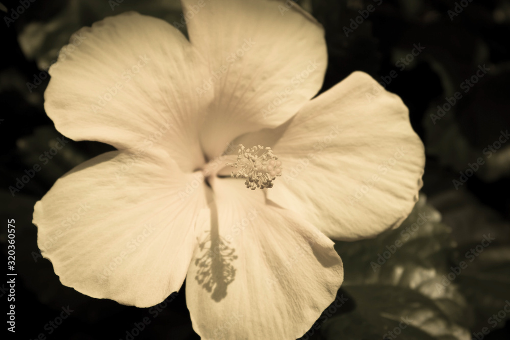 Fototapeta premium flower on black background