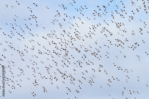 Large flock of Lapwing (Vanellus vanellus) in flight, taken in the Essex, England