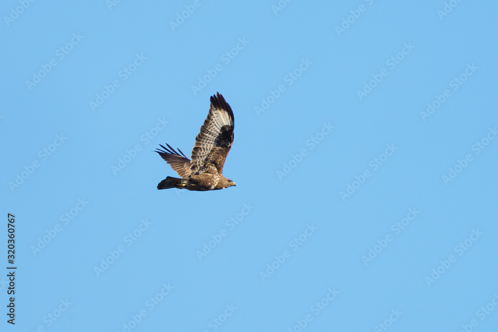 Common Buzzard (Buteo buteo) in flight, taken in England Common Buzzard (Buteo buteo) in flight, taken in England