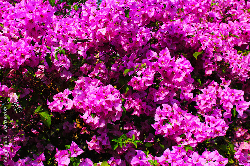 Beautiful pink bougainvillea flowers