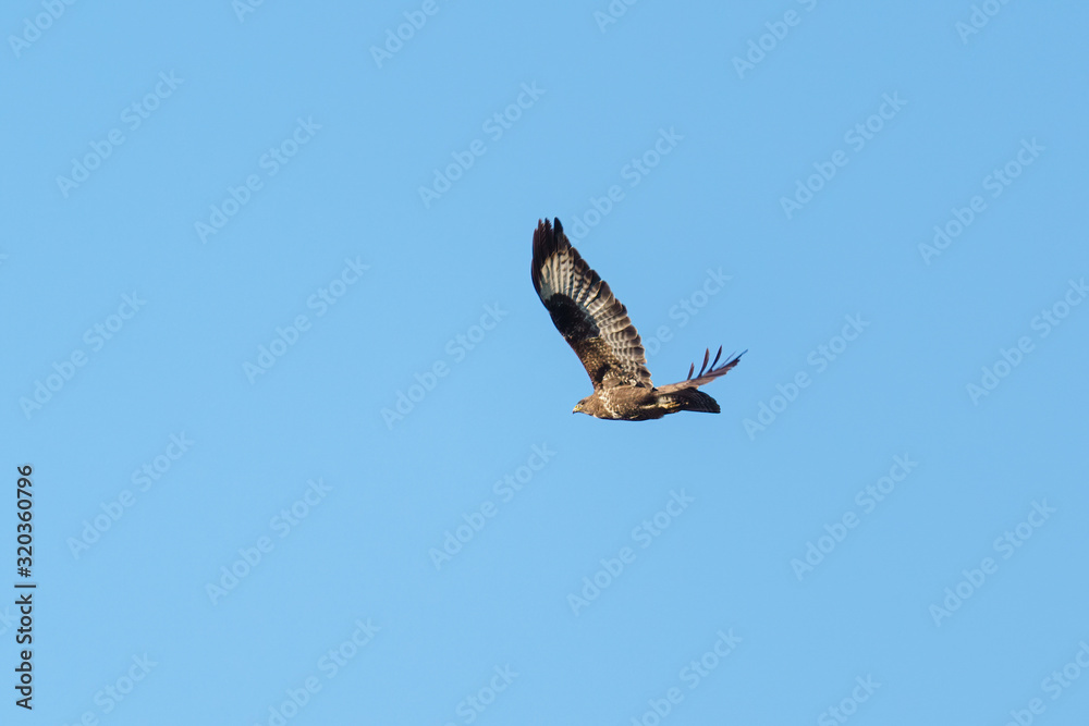 Common Buzzard (Buteo buteo) in flight, taken in the Essex, England Common Buzzard (Buteo buteo) in flight, taken in the Essex, England