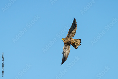 Common Kestrel  Falco tinnunculus  in flight  clutching a mouse in it s talons  in England