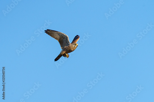 Common Kestrel  Falco tinnunculus  in flight  with a mouse in it s claws