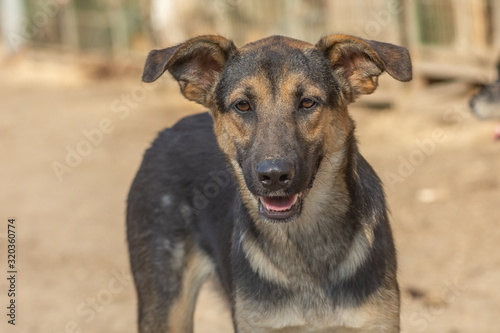 closeup portrait sad homeless abandoned brown dog in shelter