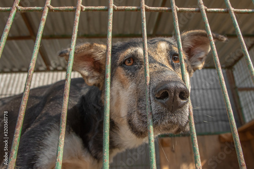 closeup portrait sad dog puppy locked in the cage. homeless dog concept © Валерий Моисеев
