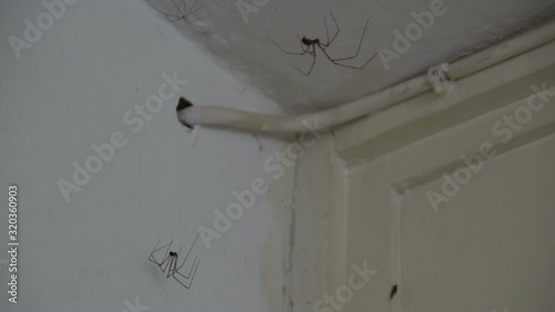 Two Long Legs Spiders - Cellar Spider - Dady Long Legs Spider (Pholcidae) on The White Wall