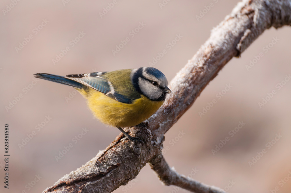 Naklejka premium Sikora modra