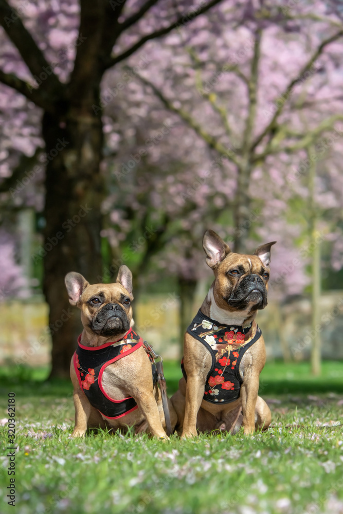 Two French Bulldog dogs with floral harnesses in front of beautiful pink cherry blossom trees in spring Two French Bulldog dogs with floral harnesses in front of beautiful pink cherry blossom trees in spring