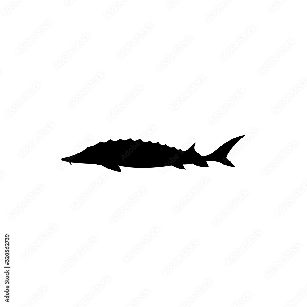 Obraz premium sturgeon fish