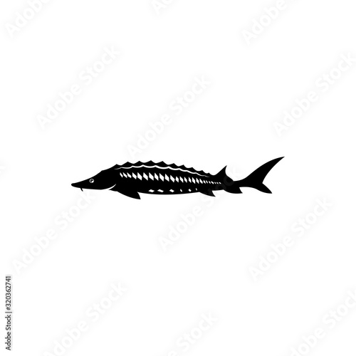sturgeon fish