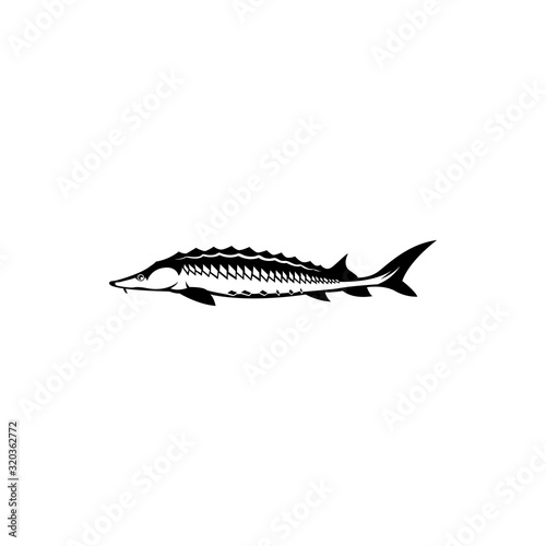 sturgeon fish
