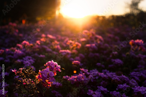 Sunrise background close-up to multiple orchid flowers, bushes and sunlight flares