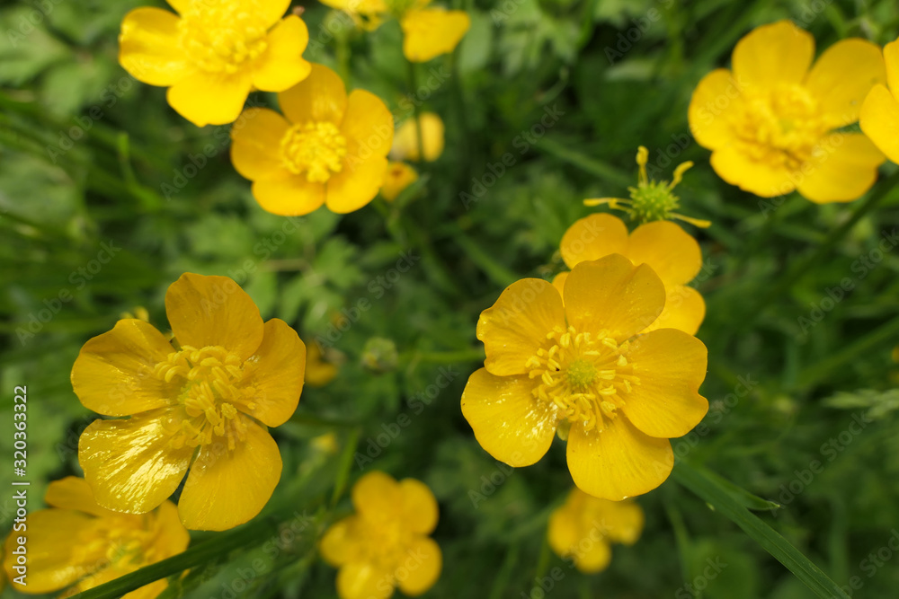 Yellow Flowers in Ravine
