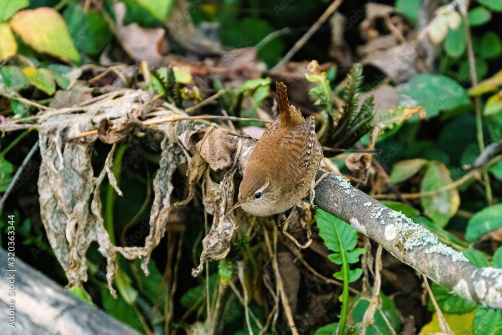 Wren (Troglodytes troglodytes) perched over edge of a branch, taken in the UK