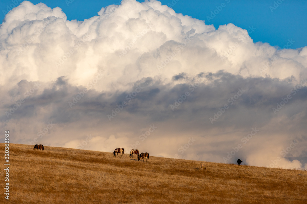 Horses grazing under a cloudy sky