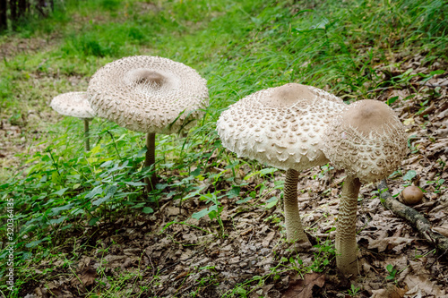 Quadro su tela Closeup view of four large Parasol mushroom (Macrolepiota procera) growing on a green meadow in the forest