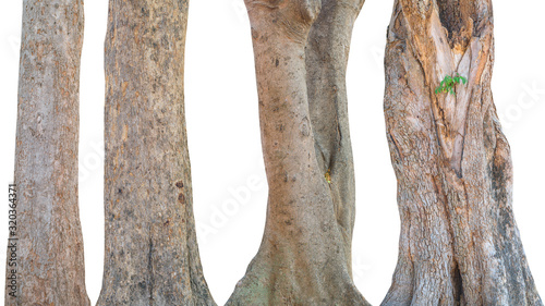 Set of tree trunk isolated on white background. This has clipping path. © yotrakbutda