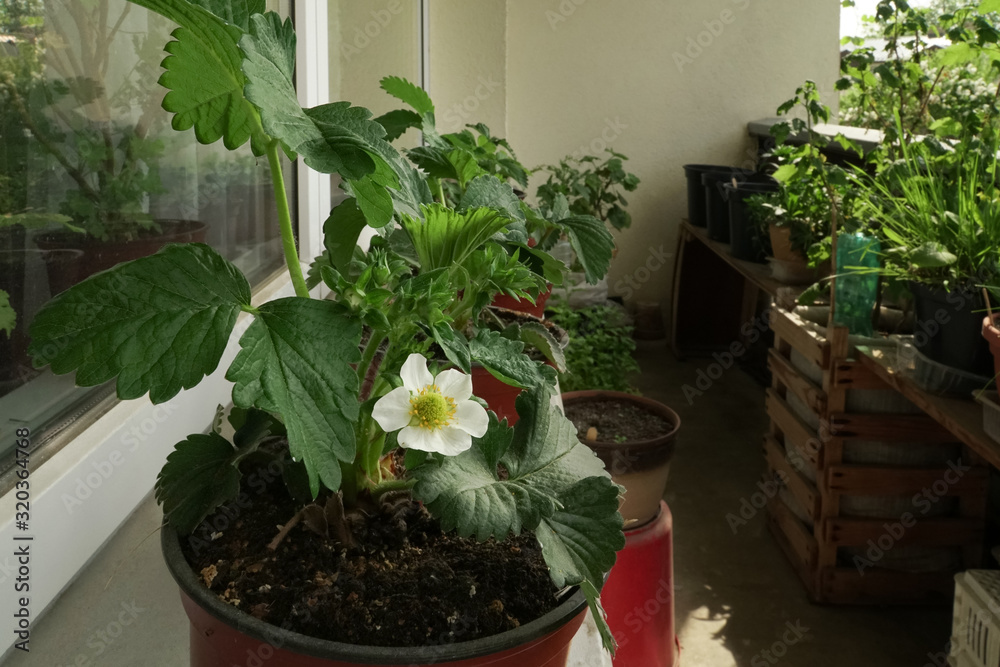 Balcony gardening. Strawberry plants potted in plastic pots grow between other houseplants seedlings. Homemade equipment for DIY type gardeners.