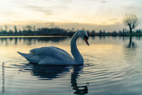 Mute swan  Cygnus olor  on a lake at dawn  taken in london