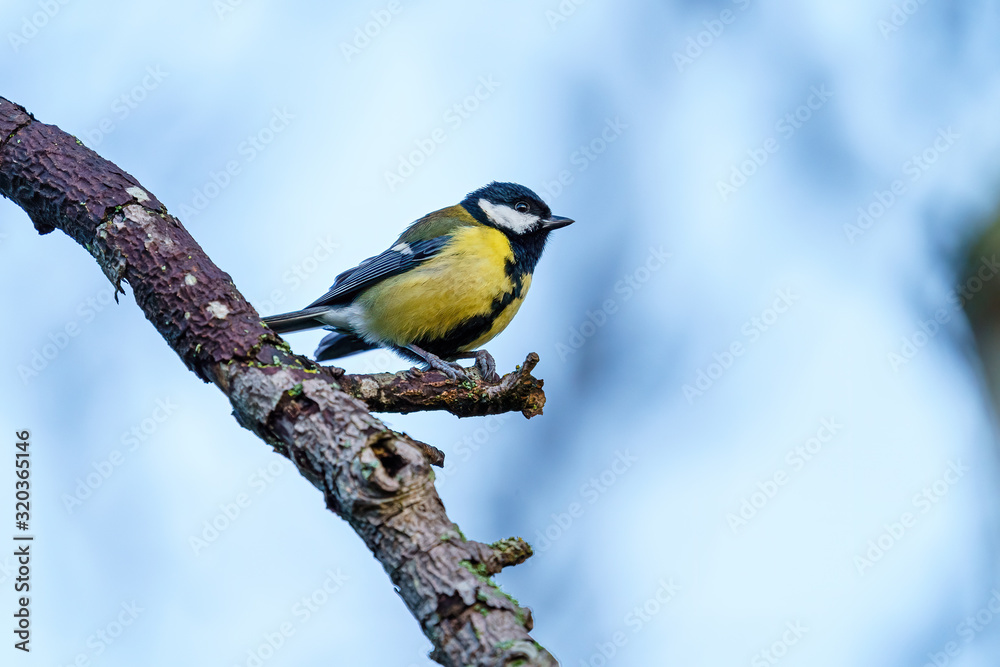 Great Tit (Parus major) on a branch agaisnt a bright background, taken in London Great Tit (Parus major) on a branch agaisnt a bright background, taken in London