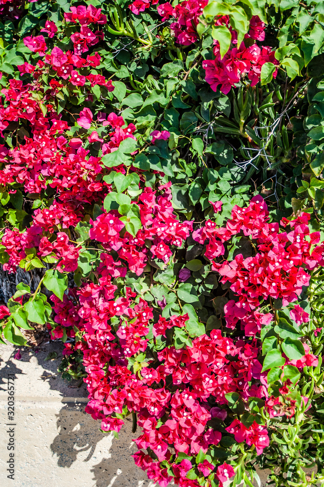 A garden in Cyprus is a blooming Paradise that you can enjoy all year round. Many evergreen plants bloom constantly, and on the trees, the flowers give way to bright fruit