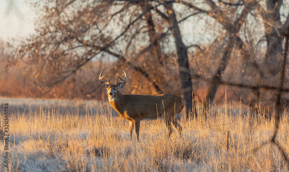 Buck Whitetail Deer in Colorado During the Rut in Autumn Buck Whitetail Deer in Colorado During the Rut in Autumn