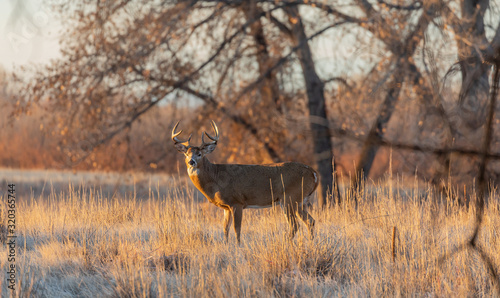 Buck Whitetail Deer in Colorado During the Rut in Autumn