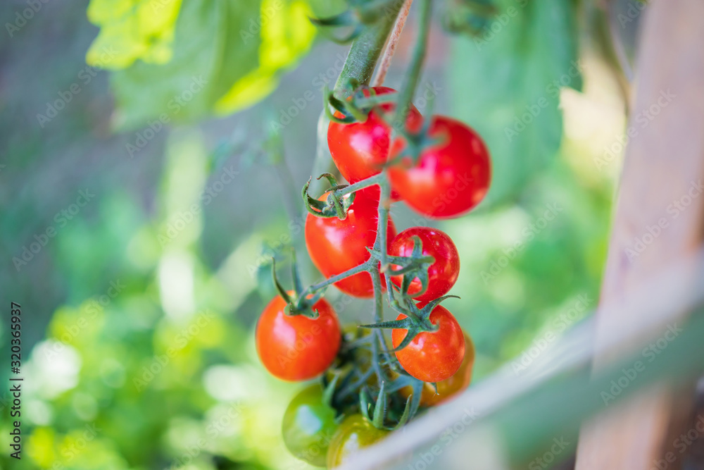 Fresh red ripe tomatoes hanging on the vine plant growing in greenhouse garden