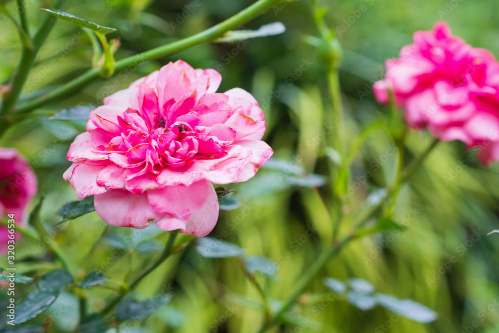 Beautiful colorful pink roses flower in the garden Beautiful colorful pink roses flower in the garden
