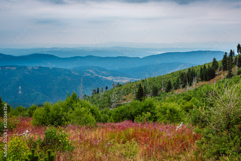 Beautiful panoramic mountain landscape during the summer. Wild, pink mountain flowers, green forests and alternating mountain ranges on the horizon. Rila Mountain, Bulgaria.