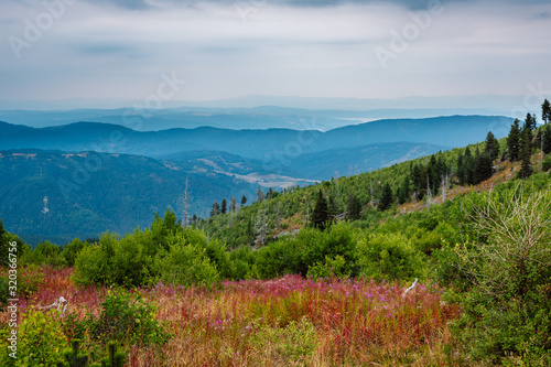 Beautiful panoramic mountain landscape during the summer. Wild, pink mountain flowers, green forests and alternating mountain ranges on the horizon. Rila Mountain, Bulgaria. © Plamen Petrov