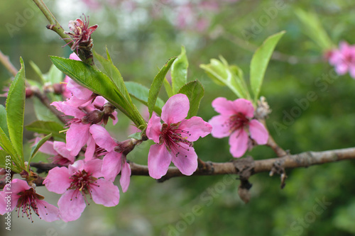 Spring background with beautiful peach flowers.