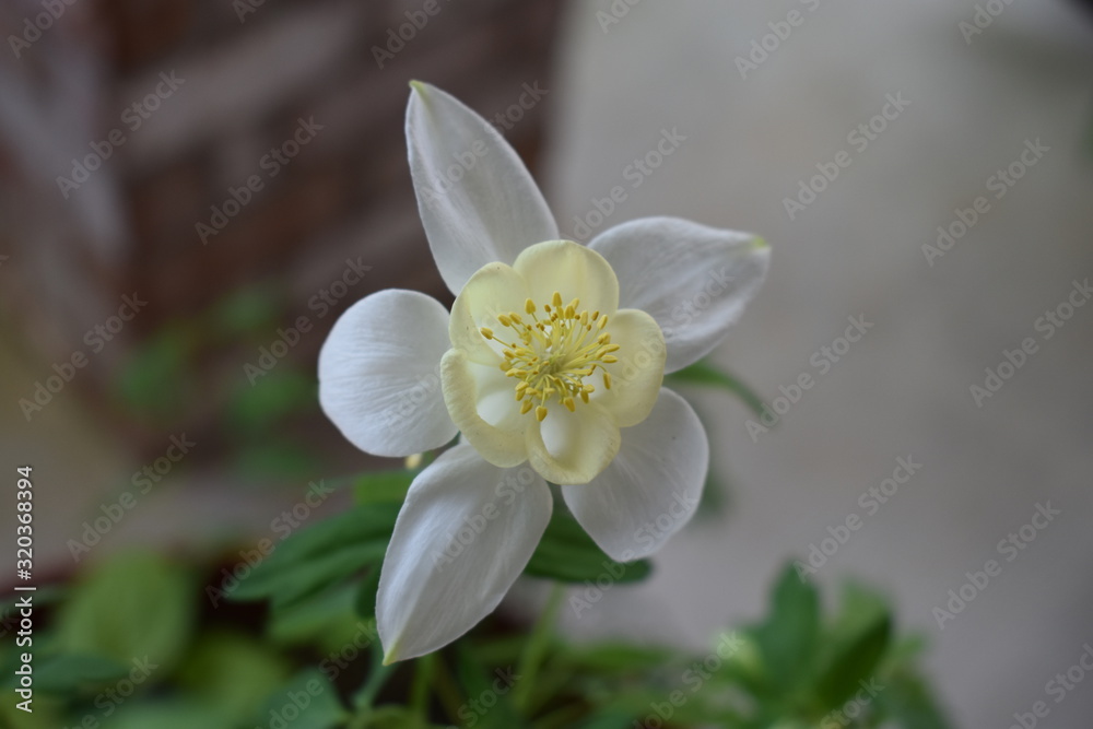 Fototapeta premium White Columbine Flower