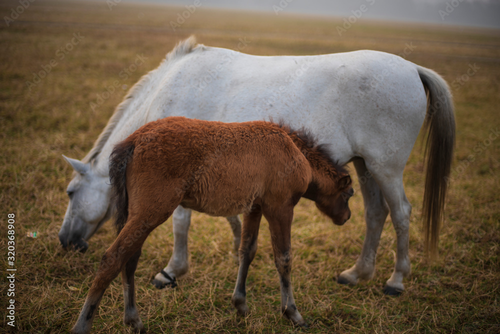 A baby horse cuddling with mother standing on a grass land in a winter morning. Indian landscape A baby horse cuddling with mother standing on a grass land in a winter morning. Indian landscape