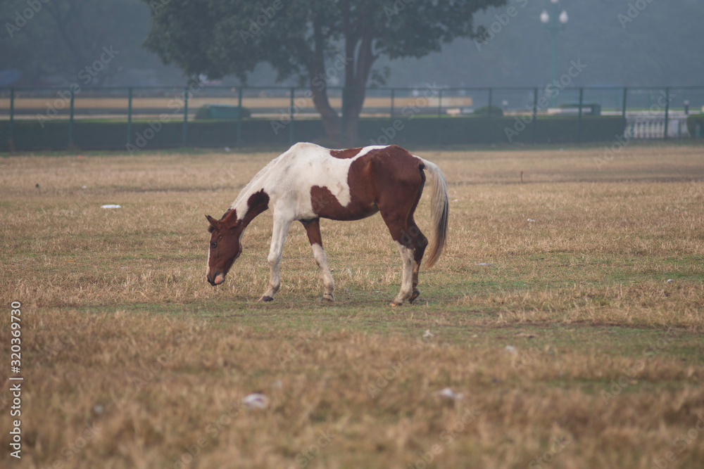 A horse standing on a grass land in a winter morning. Indian landscape A horse standing on a grass land in a winter morning. Indian landscape