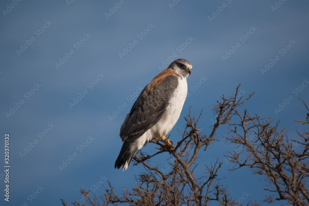 Obraz premium A bird perches on a tree