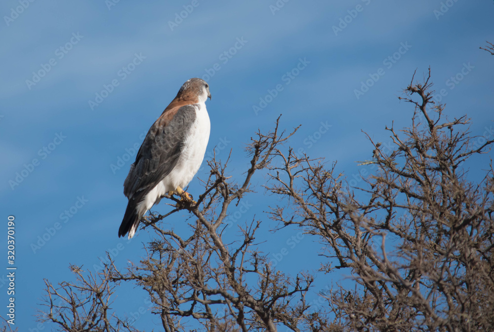 Obraz premium A bird perches on a tree