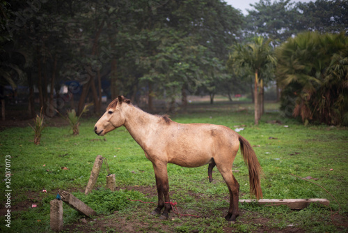 A horse standing on a grass land with protruding penis in a winter morning. Indian landscape