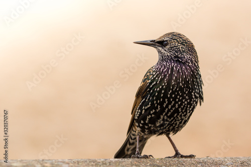 Foto Common starling in the natural environment, close up, Sturnus vulgaris, England