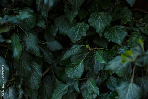 dark green leaves of plants on a vegetable background with shadows for advertising