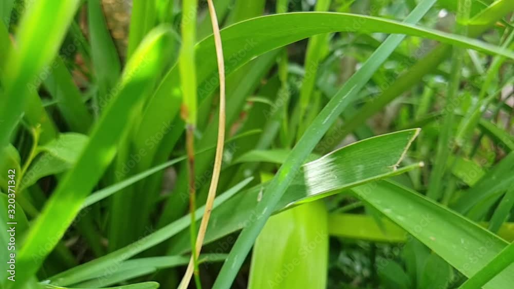Beautiful long deep green grass and bulbous flower plant leaves in garden, slow motion slide to the right moving with flashes of sunlight, calming and peaceful nature scene Beautiful long deep green grass and bulbous flower plant leaves in garden, slow motion slide to the right moving with flashes of sunlight, calming and peaceful nature scene