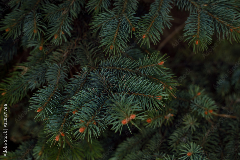 Fir branches with needles and cones on a wood background with a blurred background, for cards and advertising