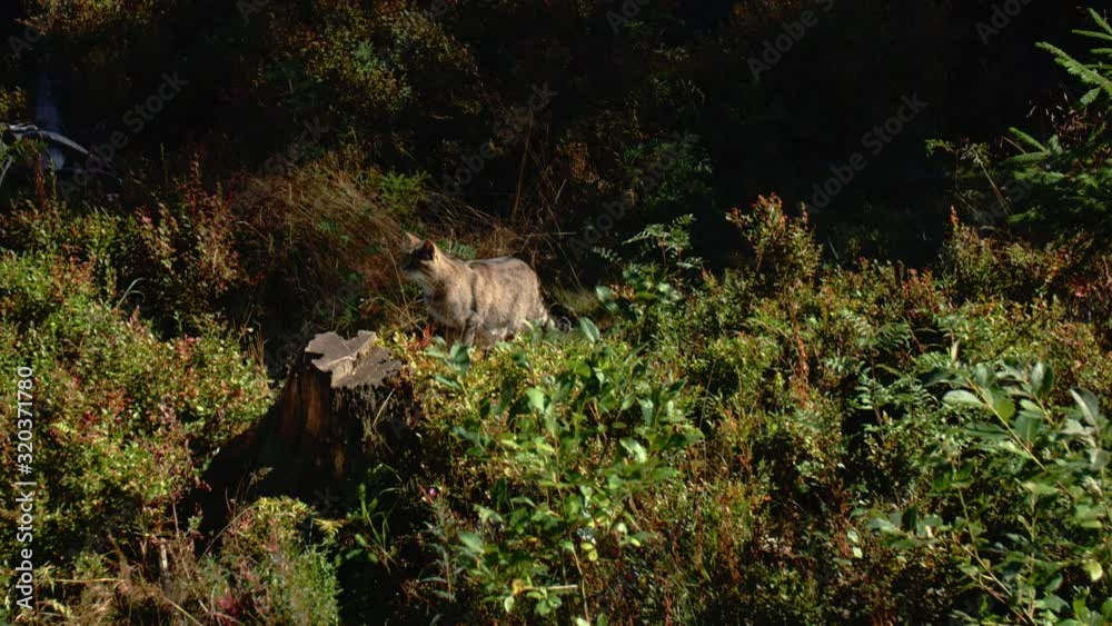 A wildcat stands hidden in the forest and looks at its food. It is ready to jump up. - One - High quality footage with grading A wildcat stands hidden in the forest and looks at its food. It is ready to jump up. - One - High quality footage with grading