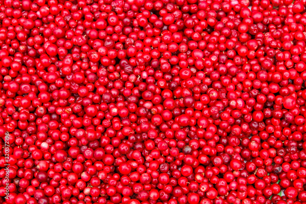 Background of ripe red lingonberry (cowberry, partridgeberry) Background of ripe red lingonberry (cowberry, partridgeberry)