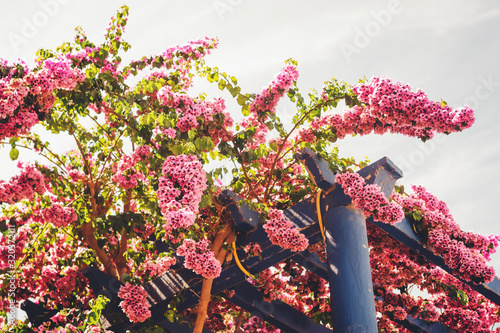 Blooming pink bougainvillea flowers growing aroung blue wooden pergola photo