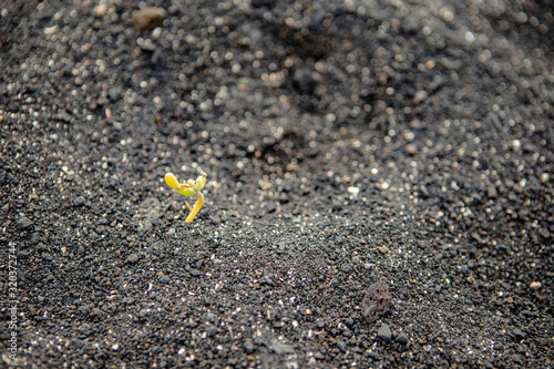 green plant on a background of dark sand