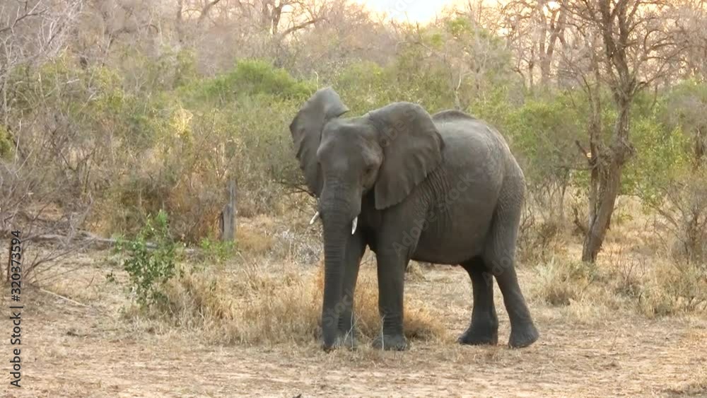 Elephant looking into the camera