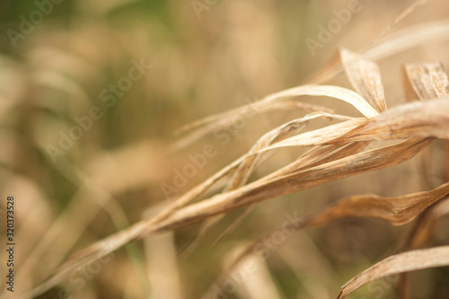 dry plant close-up, background image