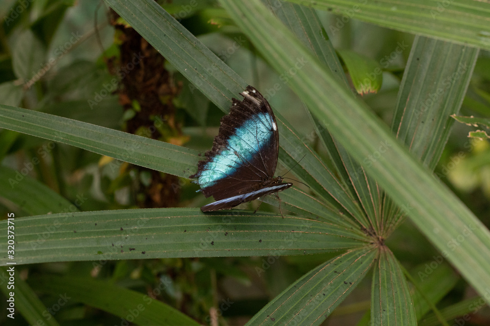 Quadro su tela Morpho en Guyane